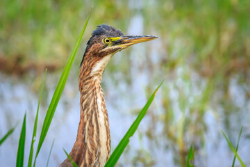 Green Heron.(Butorides virescens) in brush on a lake shore in Oklahoma City