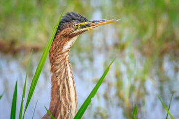 Green Heron.(Butorides virescens) in brush on a lake shore in Oklahoma City