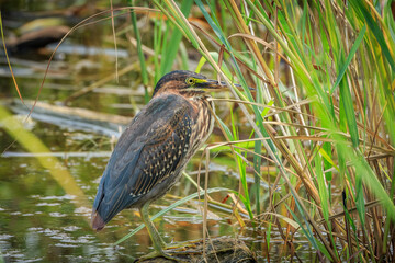 Green Heron.(Butorides virescens) in brush on a lake shore in Oklahoma City