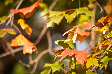 autumn leaves background