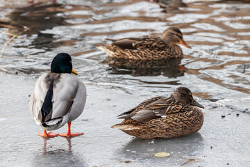 Enten auf zugefrorenen Teich