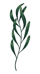 Green tropical tree branch. Hand drawn vector illustration. Colored realistic drawing of exotic plant leaves isolated on white. Single botanical clip art for design print, decor, wrap, card, sticker.