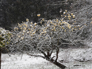 (Malus sylvestris) Pommier sauvage en hiver aux pommes pendantes sous les branches enneigées