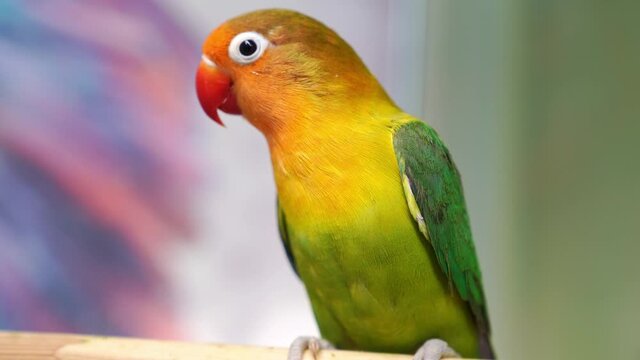 birds are inseparables. large, colorful, beautiful parrots. 