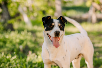 Colorful portrait of young white dog standing in garden with blurred green fresh background and looking at his owner