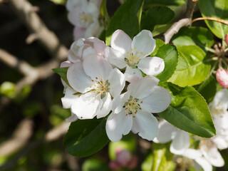 Fleurs blanches à longues étamines au printemps du pommier sauvage (Malus sylvestris)