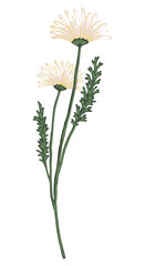 Chamomile plant, daisy flower. Colored fieldplant drawing. Hand drawn vector illustration. Botanical clipart isolated on white. Gentle single element for design, postcard, print, decor, sticker, wrap.