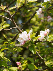 Floraison printanière du pommier sauvage ou boquetier (Malus sylvestris)