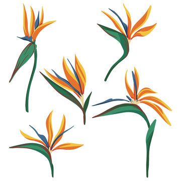 Strelitzia reginae, bird of paradise tropical flower set. Vector illustration. Collection of exotic plants. Botanical cliparts isolated on white. Elements for design, card, print, decor, sticker, wrap