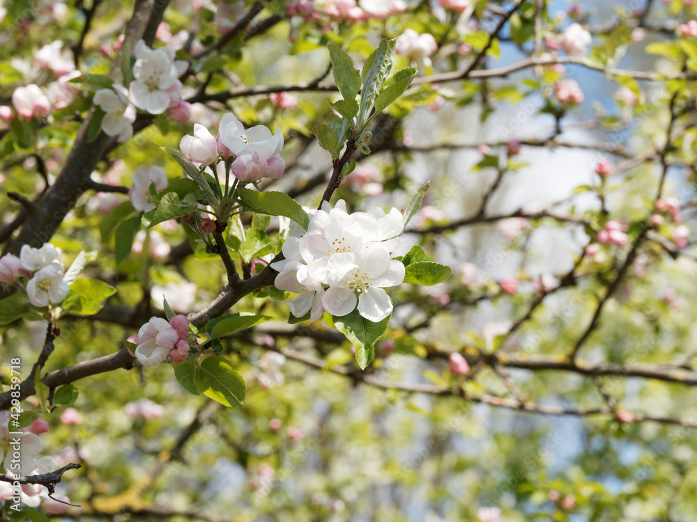 Poster Malus sylvestris | Pommier sauvage, petite arbre au port irrégulier à floraison blanche et rosée en corymbes avec de nombreux boutons roses pâles dans un feuillage vert luisant