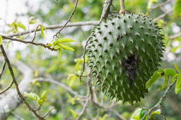 Annona muricata, soursop (guanábana) hanging from the tree with mite infestation. black spots on...