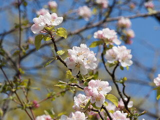 Malus sylvestris - Pommier sauvage à floraison blanc pur à rose pâle en corymbes et boutons floraux rose dans un feuillage vert et luisant sous un ciel bleu
