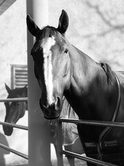 Czarno-białe zdjęcie konia - portret
