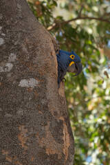 Arara-azul-grande ou arara-azul-do-pantnal, Anodorhynchus hyacinthinus, psitacídeo, ave, pantana, Brasil 