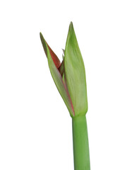 Naklejka premium Beautiful fresh Hippeastrum flower bud isolated on white