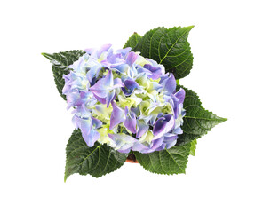 Naklejka premium Beautiful blooming hydrangea flower in pot on white background, top view