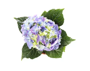 Foto op Aluminium Beautiful blooming hydrangea flower in pot on white background, top view © New Africa