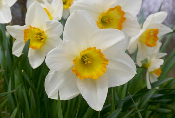 Fototapeta na wymiar Flowering daffodils. Blossoming glade of daffodils in green garden.