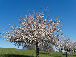 (Malus sylvestris) Pommier sauvage en fleurs dans un verger sous un ciel bleu