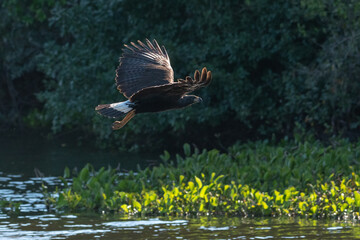 GAVIÃO-PRETO - Urubitinga urubitinga - Buteogallus urubitinga, pantanal, Brasil
