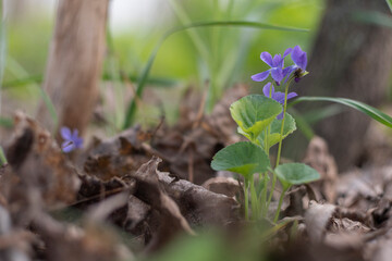 Ukraine, Kyiv - 21 April 2021: Wild Viola flower