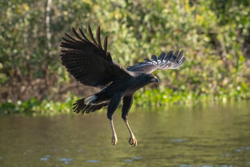 GAVIÃO-PRETO - Urubitinga urubitinga - Buteogallus urubitinga, pantanal, Brasil
