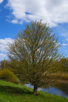 Feldahorn im Fr&uuml;hling