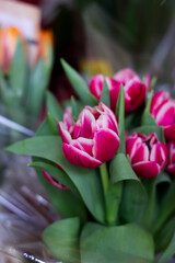 Fuchsia tulips