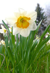 Flowering daffodil. Blossoming daffodil in green garden.