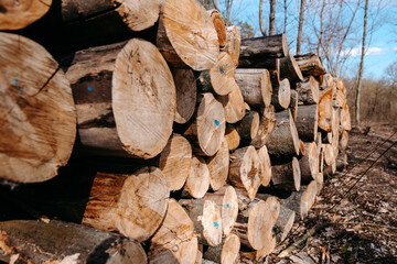 Pile of Logs cut down in a forest
