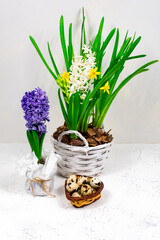 Easter concept. Easter eggs in a basket next to a bouquet of yellow daffodils and blue hyacinths on a white concrete table.
