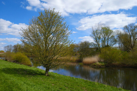 Feldahorn im Fr&uuml;hling
