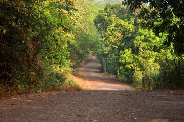 road in the forest