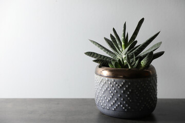 Beautiful houseplant in pot on grey table. Space for text