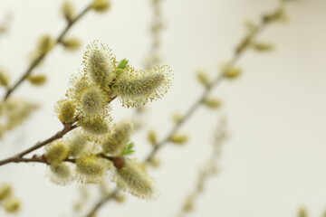 Beautiful fluffy catkins on willow tree outdoors, closeup