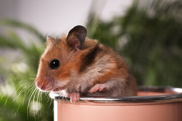 Cute little hamster looking out of pink can against blurred background, closeup