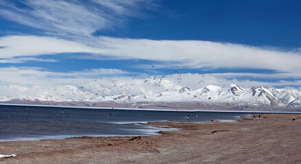 Bar-headed goose flying off at Manasarovar lake in Western Tibet, China