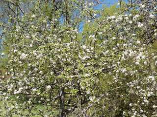 Malus sylvestris - Pommier sauvage à floraison blanc pur à rose pâle en corymbes et boutons floraux rose dans un feuillage vert foncé et luisant
