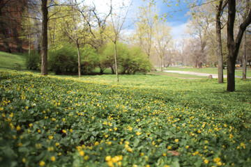 Lawn of yellow spring flowers