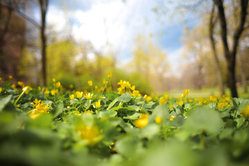 Lawn of yellow spring flowers