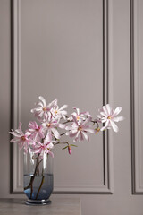 Magnolia tree branches with beautiful flowers in glass vase on table against grey background