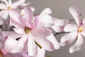 Fototapeta na wymiar Beautiful magnolia flowers on grey background, closeup