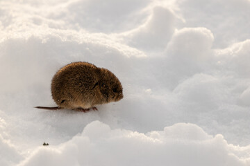 Obraz premium Maus im Schnee