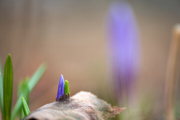 Early spring Crocus vernus flower pushing through leaf litter