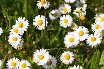 Fototapeta premium a field of daisy flowers in spring