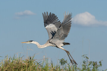 MAGUARI ou GARÇA-MOURA - Ardea cocoi, em voo no pantanal, Brasil