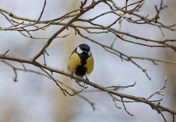 yellow tit on the branch