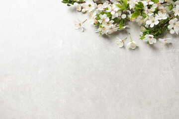 Cherry tree branches with beautiful blossoms on light stone table, flat lay. Space for text