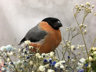funny bullfinch and a bouquet  gypsophila flowers on the grey background
