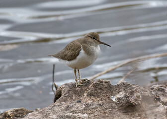 The white-tailed sandpiper